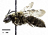  ( - CCDB-32649 C01)  @11 [ ] © (2019) Cory S. Sheffield Royal Saskatchewan Museum