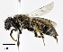  ( - CCDB-32649 D05)  @13 [ ] © (2019) Cory S. Sheffield Royal Saskatchewan Museum