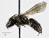  ( - CCDB-32649 F06)  @11 [ ] © (2019) Cory S. Sheffield Royal Saskatchewan Museum