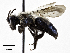  ( - CCDB-32649 G12)  @11 [ ] © (2019) Cory S. Sheffield Royal Saskatchewan Museum