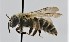  ( - CCDB-38765 C05)  @11 [ ] copyright (2021) Cory Sheffield Royal Saskatchewan Museum