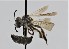  ( - CCDB-38765 C09)  @11 [ ] copyright (2021) Cory Sheffield Royal Saskatchewan Museum