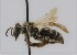  ( - CCDB-38765 C10)  @11 [ ] copyright (2021) Cory Sheffield Royal Saskatchewan Museum