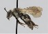  (Andrena robervalensis - CCDB-38765 C11)  @11 [ ] copyright (2021) Cory Sheffield Royal Saskatchewan Museum