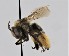  ( - CCDB-38765 F09)  @11 [ ] copyright (2021) Cory Sheffield Royal Saskatchewan Museum