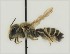  ( - CCDB-38766 A11)  @11 [ ] copyright (2021) Cory Sheffield Royal Saskatchewan Museum
