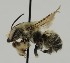  ( - CCDB-38766 B07)  @11 [ ] copyright (2021) Cory Sheffield Royal Saskatchewan Museum
