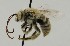  ( - CCDB-38766 C11)  @11 [ ] copyright (2021) Cory Sheffield Royal Saskatchewan Museum