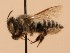  ( - CCDB-38773 C12)  @11 [ ] copyright (2021) Cory Sheffield Royal Saskatchewan Museum