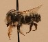  ( - CCDB-38773 D02)  @11 [ ] copyright (2021) Cory Sheffield Royal Saskatchewan Museum