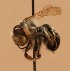  ( - CCDB-38773 H07)  @11 [ ] copyright (2021) Cory Sheffield Royal Saskatchewan Museum