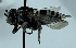  ( - CCDB-38770 E12)  @11 [ ] CreativeCommons - Attribution Share-Alike (2021) Cory Sheffield Royal Saskatchewan Museum