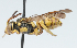  (Nomada semisuavis - CCDB-38768_A09)  @11 [ ] CreativeCommons - Attribution Share-Alike (2024) Cory Sheffield Royal Saskatchewan Museum