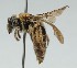  (Andrena biscutellata - CCDB-38303_D04)  @11 [ ] CreativeCommons - Attribution Share-Alike (2025) Cory Sheffield Royal Saskatchewan Museum