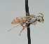  (Neolarra californica - CCDB-38303_E06)  @11 [ ] CreativeCommons - Attribution Share-Alike (2025) Cory Sheffield Royal Saskatchewan Museum