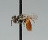  (Macrotera mellea - CCDB-38303_F05)  @11 [ ] CreativeCommons - Attribution Share-Alike (2025) Cory Sheffield Royal Saskatchewan Museum