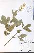  ( - SW81WEP)  @11 [ ] CreativeCommons - Attribution Non-Commercial Share-Alike (2012) University of Guelph, Canada OAC-BIO Herbarium