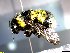  ( - Bram_182)  @11 [ ] Unspecified (default): All Rights Reserved (2024) Francesca Romana Dani Department of Biology, University of Florence