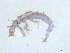  ( - BIOUG03313-E08)  @13 [ ] CreativeCommons - Attribution (2013) S. Adamowicz Centre for Biodiversity Genomics