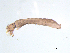  ( - BIOUG03317-D03)  @12 [ ] CreativeCommons - Attribution (2013) Trevor Bringloe Centre for Biodiversity Genomics
