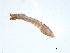  ( - BIOUG03317-D04)  @12 [ ] CreativeCommons - Attribution (2013) Trevor Bringloe Centre for Biodiversity Genomics