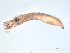  ( - BIOUG03317-D06)  @12 [ ] CreativeCommons - Attribution (2013) Trevor Bringloe Centre for Biodiversity Genomics