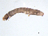  ( - BIOUG03317-D08)  @12 [ ] CreativeCommons - Attribution (2013) Trevor Bringloe Centre for Biodiversity Genomics