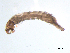  ( - BIOUG03317-D10)  @12 [ ] CreativeCommons - Attribution (2013) Trevor Bringloe Centre for Biodiversity Genomics