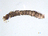  ( - BIOUG03317-D11)  @12 [ ] CreativeCommons - Attribution (2013) Trevor Bringloe Centre for Biodiversity Genomics