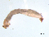  ( - BIOUG03317-E10)  @12 [ ] CreativeCommons - Attribution (2013) Trevor Bringloe Centre for Biodiversity Genomics