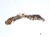  ( - BIOUG03317-E12)  @12 [ ] CreativeCommons - Attribution (2013) Trevor Bringloe Centre for Biodiversity Genomics