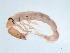  ( - BIOUG03321-E12)  @13 [ ] CreativeCommons - Attribution (2013) Trevor Bringloe Centre for Biodiversity Genomics