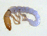  ( - BIOUG03322-B02)  @13 [ ] CreativeCommons - Attribution (2013) S. Adamowicz Centre for Biodiversity Genomics