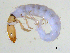  ( - BIOUG03322-B03)  @13 [ ] CreativeCommons - Attribution (2013) S. Adamowicz Centre for Biodiversity Genomics