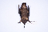  ( - MUSM38521)  @11 [ ] Copyright (2024) Unspecified Departamento de Mastozoologia - MUSM