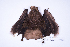  ( - MUSM50712)  @11 [ ] Copyright (2024) Unspecified Departamento de Mastozoologia - MUSM
