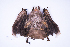  ( - MUSM50712)  @11 [ ] Copyright (2024) Unspecified Departamento de Mastozoologia - MUSM
