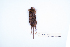  ( - MUSM54064)  @11 [ ] Copyright (2024) Unspecified Departamento de Mastozoologia - MUSM