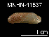  (Idas sp. G - JL-036)  @15 [ ] Unspecified (default): All Rights Reserved  Unspecified Unspecified