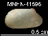  (Idas sp. T - JL-094)  @12 [ ] Unspecified (default): All Rights Reserved  Unspecified Unspecified
