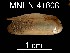  (Modiolidae - JL-106)  @15 [ ] Unspecified (default): All Rights Reserved  Unspecified Unspecified