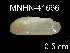 (Idas sp. N - JL-164)  @13 [ ] Unspecified (default): All Rights Reserved  Unspecified Unspecified