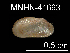  (Idas japonica - JL-191)  @13 [ ] Unspecified (default): All Rights Reserved  Unspecified Unspecified