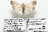  (Hypenodes n. sp. 1HLK - 25002-COI-2020)  @11 [ ] Copyright (2020) Hugo Kons Jr LepBio, LLC