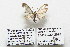  (Eupithecia sp. HLK - 25010-COI-2020)  @11 [ ] Copyright (2020) Hugo Kons Jr LepBio, LLC