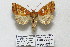  (Papaipema pterisii complex - 25015-COI-2020)  @12 [ ] Copyright (2020) Hugo Kons Jr LepBio, LLC