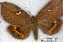  (Xylophylla - 25023-090612-TA)  @11 [ ] Copyright (2020) Robert Borth LepBio, LLC