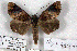  (Catephia monosema - 25038-251119-UG)  @11 [ ] Copyright (2020) Robert Borth LepBio, LLC