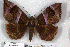  (Achaea cymatieas - 25040-201119-UG)  @11 [ ] Copyright (2020) Robert Borth LepBio, LLC