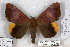  (Achaea dejeani - 25041-261119-UG)  @11 [ ] Copyright (2020) Robert Borth LepBio, LLC